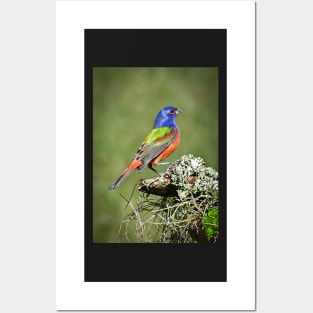 Painted Bunting Male Bird in Florida Posters and Art